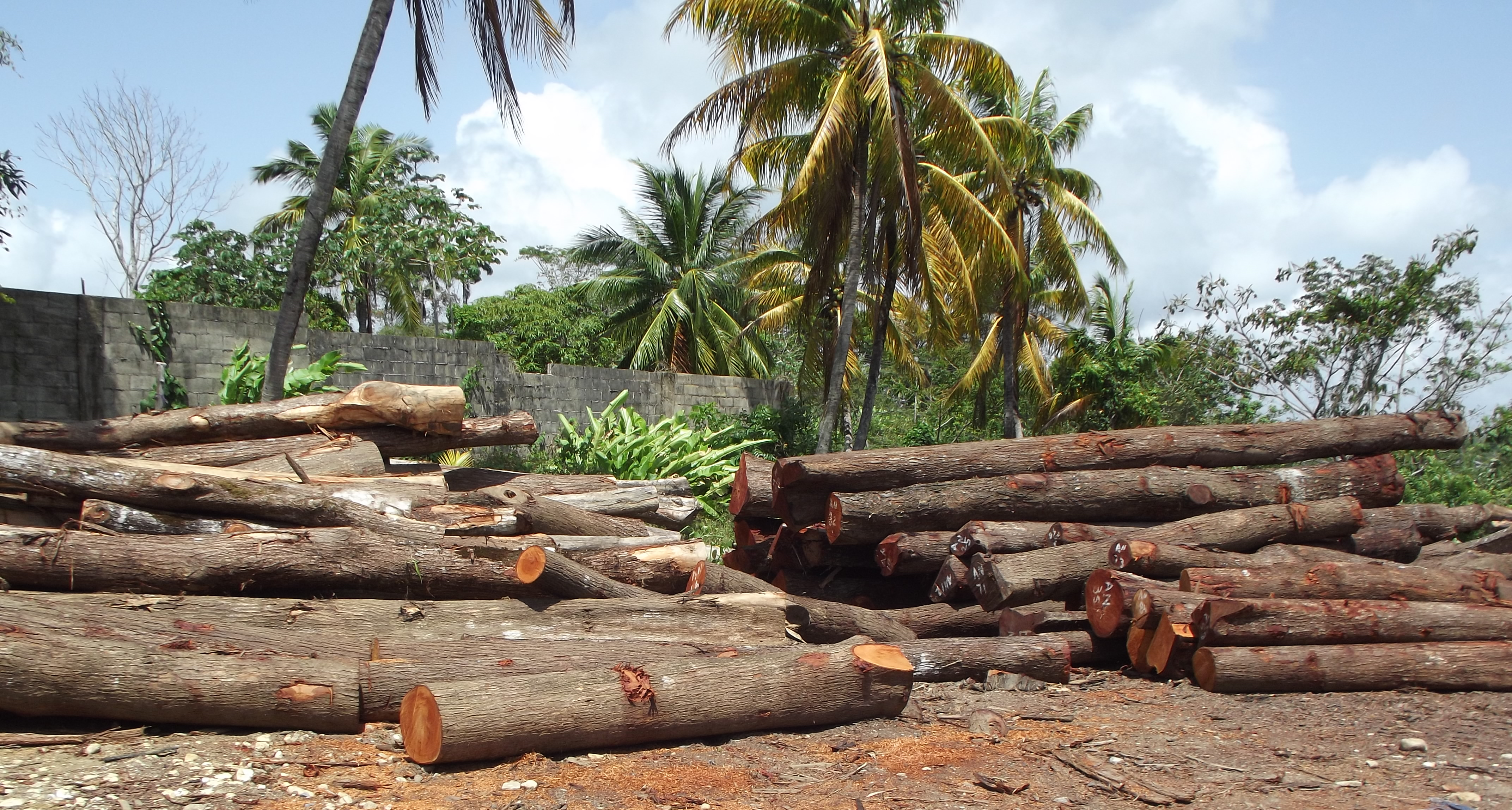 Genuine Mahogany Logs - Sawmill Trinidad and Tobago